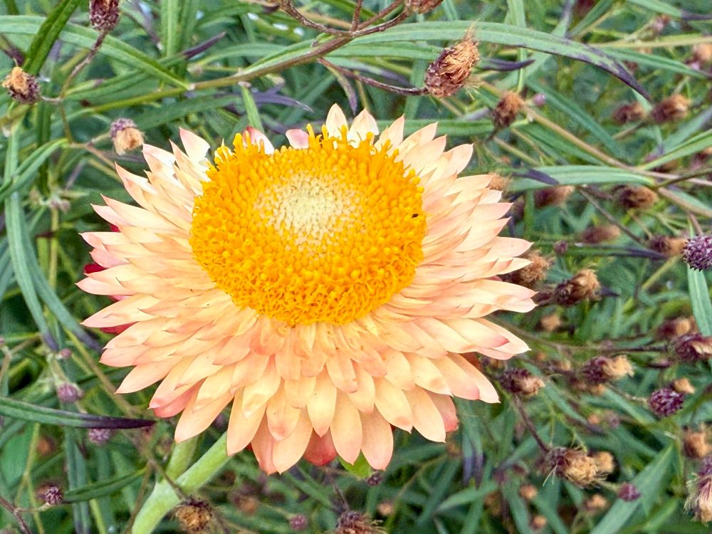 Another golden orange sunshiney Strawflower.