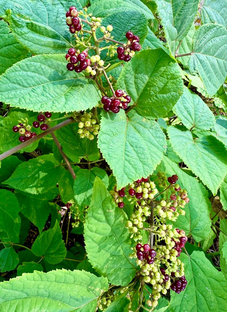 Huge clusters of berries in various shades of green and burgundy dance through large rugose matte textured foliage.