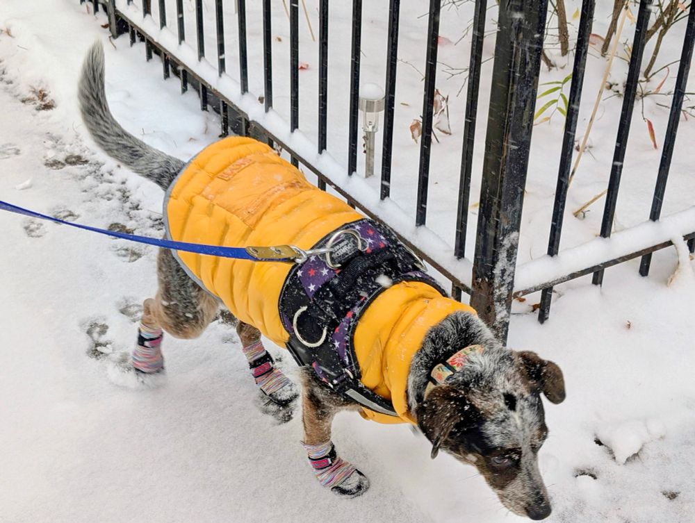 A small grey and brown Cattle Dog in a bright yellow puffy and striped boots dashing through the snow sniffing and loving it.