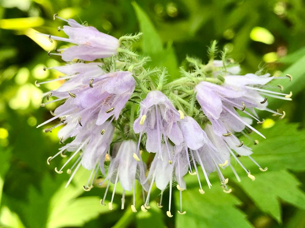 Photo from mid May of the beautiful clusters of soft purple bell-shaped blooms from this native groundcover.