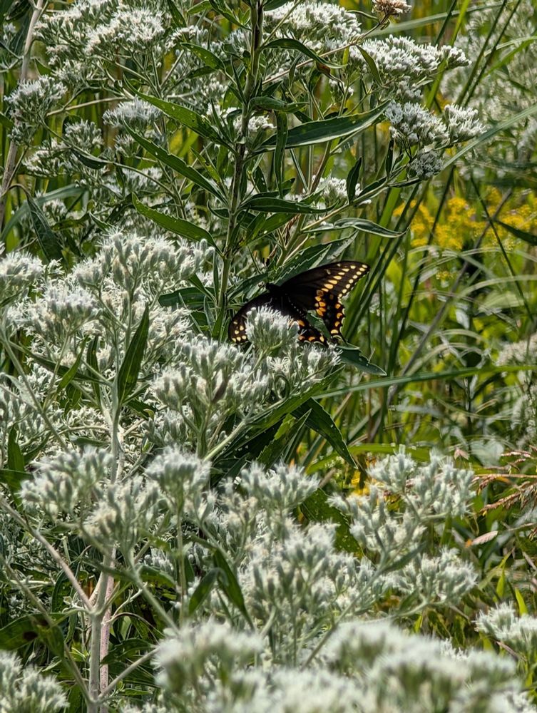 A Black Swallowtail backlit to illuminate its colors as it nectars in a cloud of fluffy tiny white blooms.
