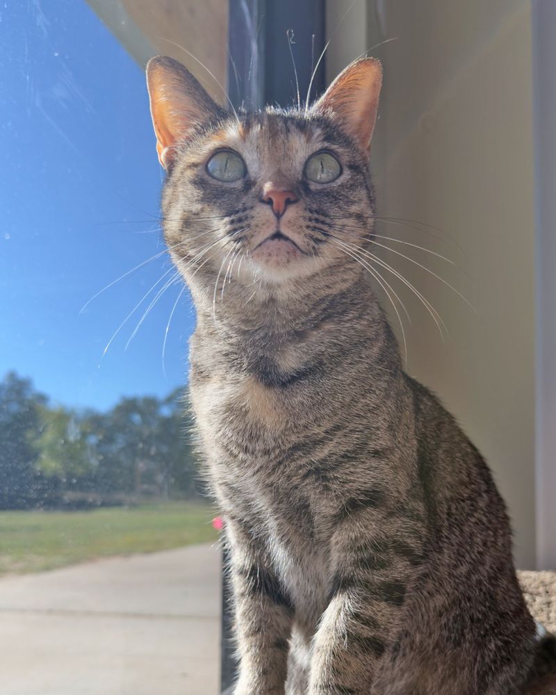 Rosie, sitting majestically against the window.
