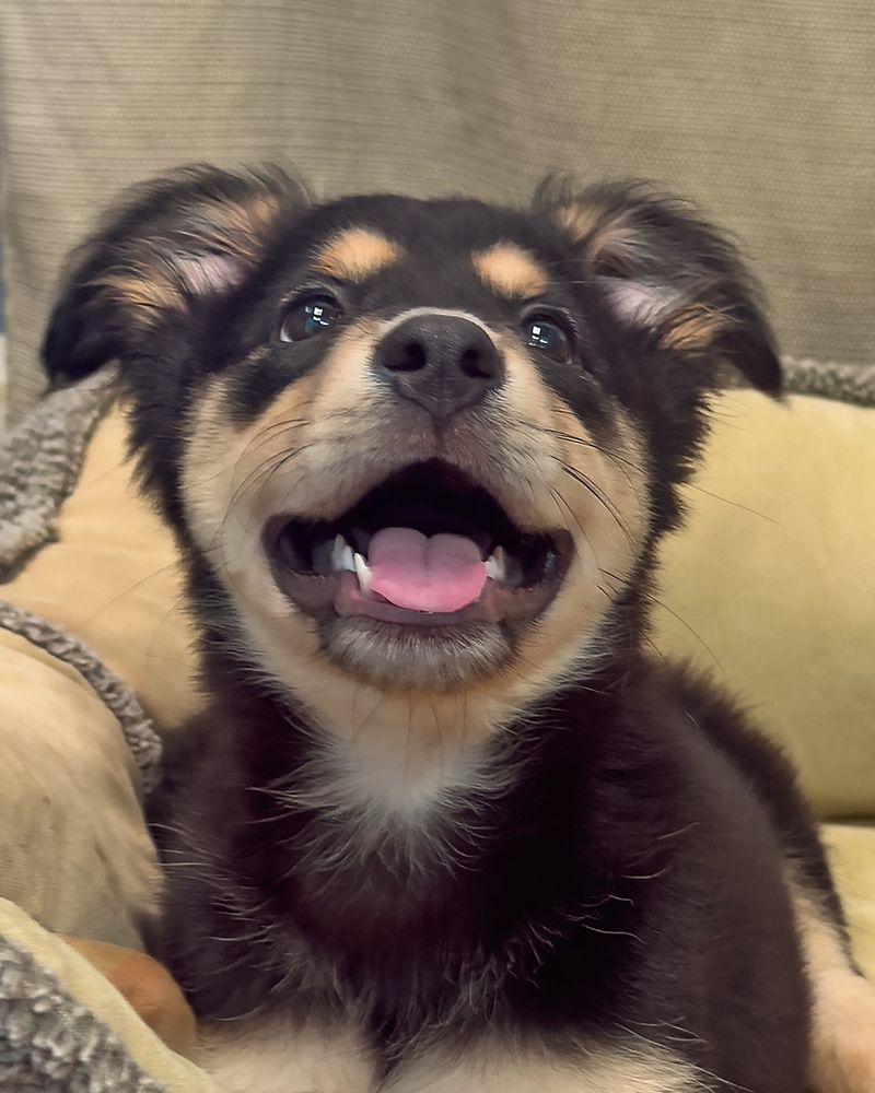 Sapphire a two month old black puppy with brown markings and a big smile. 