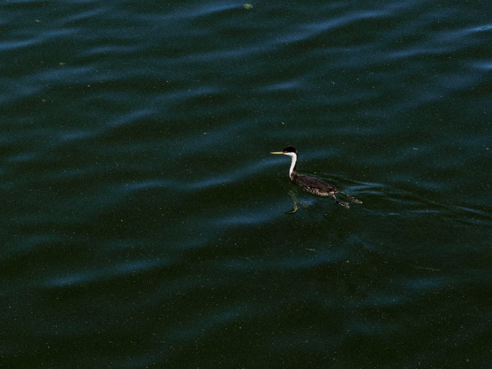 A close up of a western grebe gliding along a clam lake. It's a crop of the previous wide angle photograph of the grebe.