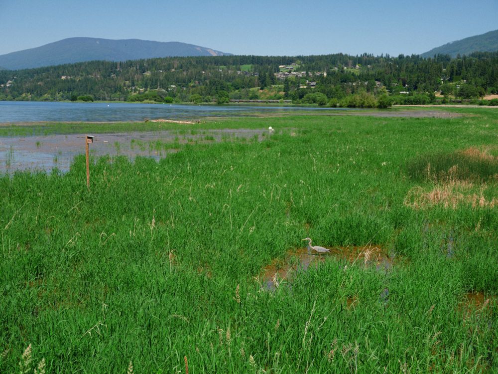 A great blue heron stands still in the grass at the edge of a lake, low in the right third of the frame. The lake is calm, slightly rippled, silver-blue. The are hills in the background, covered in dense pine. The shot feels spacious, and candid, almost like the bird stepped into the composition by accident.