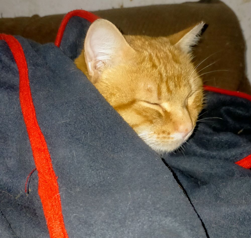 Gato arropado con una manta