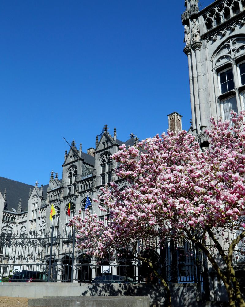 Magnolias en fleurs au Palais provincial de Liège 