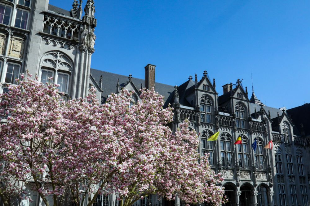 Le Palais provincial de Liège et les magnolias en fleurs