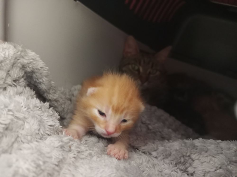 10 day old, orange kitten with tiny triangle ear and eyes which only opened a day or so ago on a fluffy grey blanket. Tabby mama sitting in the background 