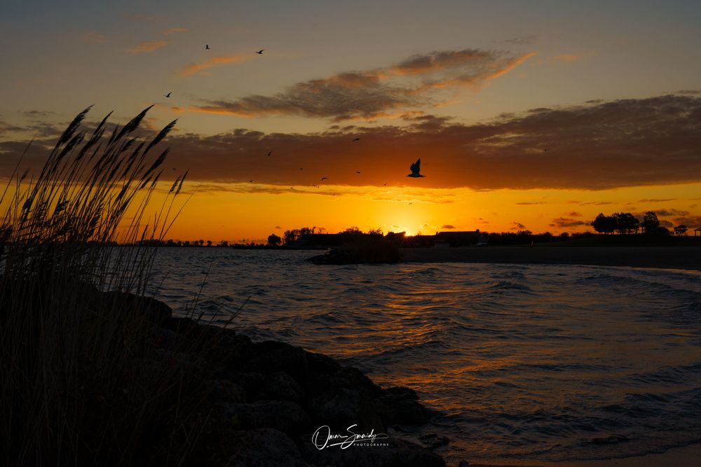 Sunrise over a body of water, with cattails on the left and seagulls overhead.