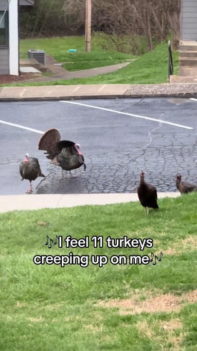 - I feel 11 turkeys creeping up on me