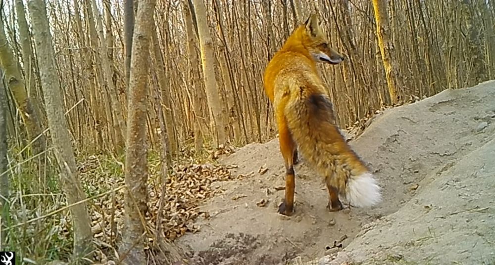 Male red fox stands with his back to the camera and looks over his right shoulder at the mouth of his den. Brown leaves on the ground, Sandi dirt underneath his paws.
