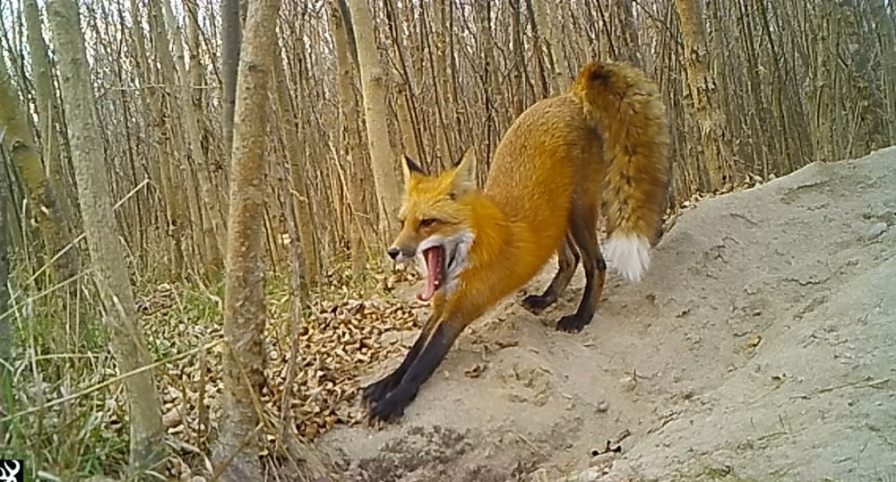 Male red fox stretches with his mouth, wide open, and tongue curled at his den entrance.