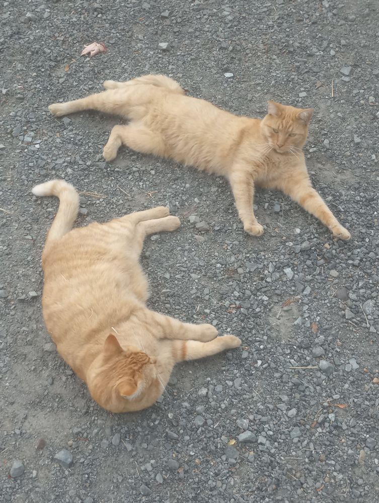 Two orange tabby cats laying on the ground.