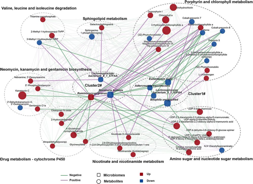 A co-occurrence network constructed from the relative abundances of differential bacteria, and serum metabolites in LBP + FR/LBP subjects versus HCs.