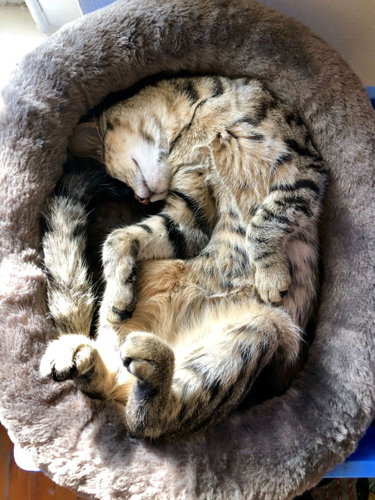 wasabi at about 2 or 3 months old, curled up on her back in a fuzzy cat bed, in the sun