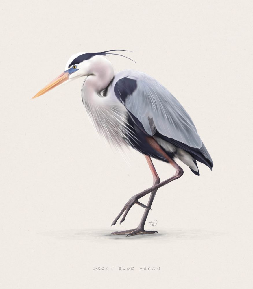 A rendered illustration of a great blue heron from the side. The head and neck are down and relaxed, and it is stepping forward, balancing on one leg. The wings are a light dusky blue, with dark blue feathers tucked underneath. The head and beak are facing in the direction the bird is walking, with its dark blue crest feathers exposed and flowing behind it.
