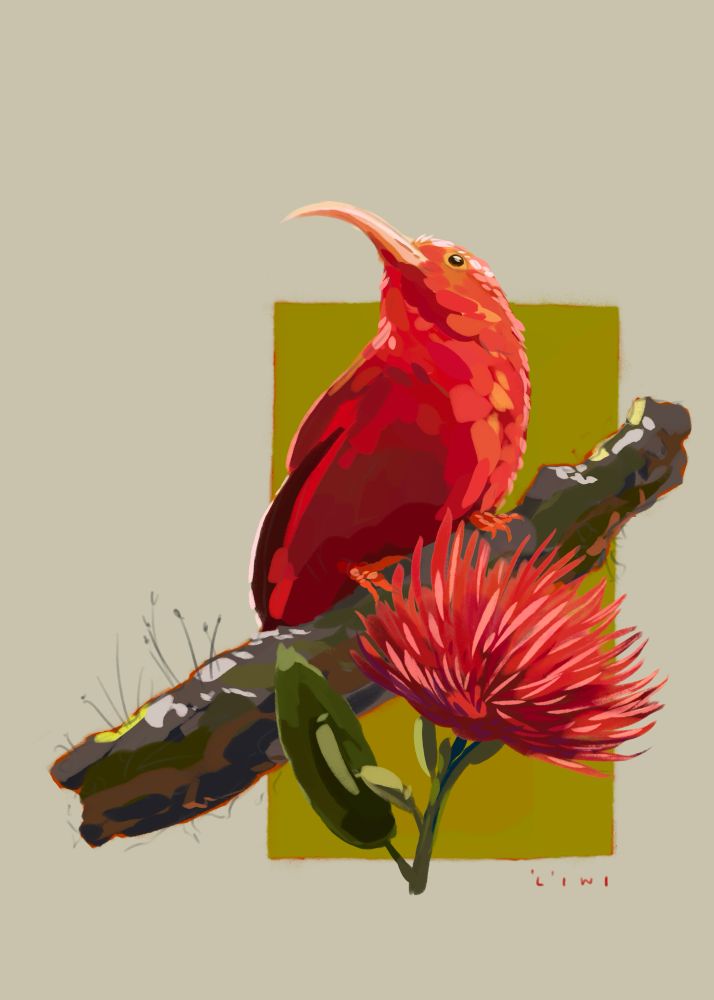 A painting of a ʻIʻiwi, a scarlet-colored honeycreeper native to Hawai'i, perched mossy branch with a red ʻōhiʻa lehua blossom painted in the foreground. The bird has vibrant scarlet plumage, a long curving beak, and a dark wing. The ʻōhiʻa flower has spiky red stamens and green leaves and stem. The background features a painted rectangle in a vibrant olive green to frame the bird. Underneath the piece "'l'iwi" is written.