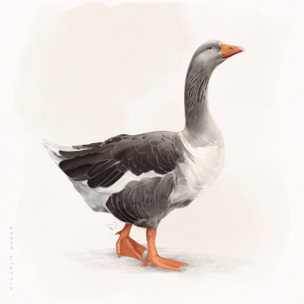 A rendered illustration of a female pilgrim goose standing in profile, its characteristic gray and white plumage visible. The bird’s head is held high, with feather details and soft shading across its body. The feet and beak are a contrasting orange tone. The background is a very light beige watercolor wash, and the ground is rendered slightly in pencil. The words “pilgrim goose” appear on the left side in small lettering.