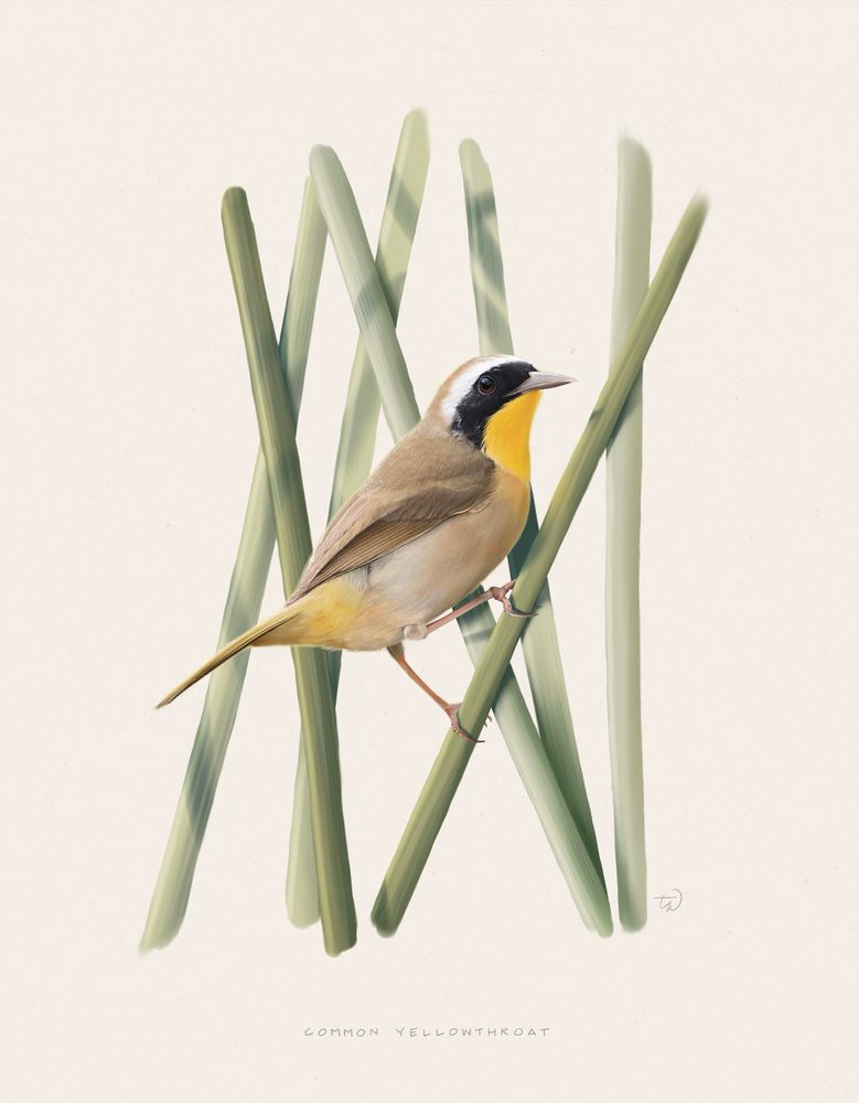 An illustration of an adult male Common Yellowthroat, a small warbler, perched among brightly lit green reeds. The bird has a saturated, golden yellow throat, a black mask, white supercilium, olive-brown feathers and tail, and pale yellow belly. Its legs and beak are defined. The reeds are rendered in light greens, standing out against the off-white background, and crossing over each other to frame the bird. The words “Common Yellowthroat” are lettered below the bird. 