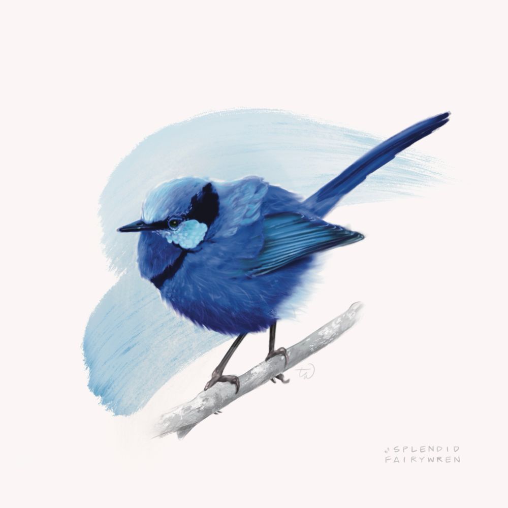A rendered illustration of a splendid fairywren, puffed out and electric blue, crouching slightly on a stick-perch and pointing its body to the left. Its tail sticks up and out, similar to a wren, but it is not technically a wren. Behind the bird are two light blue, to frame the bird. The bottom left corner has text that reads “Splendid fairywren.”