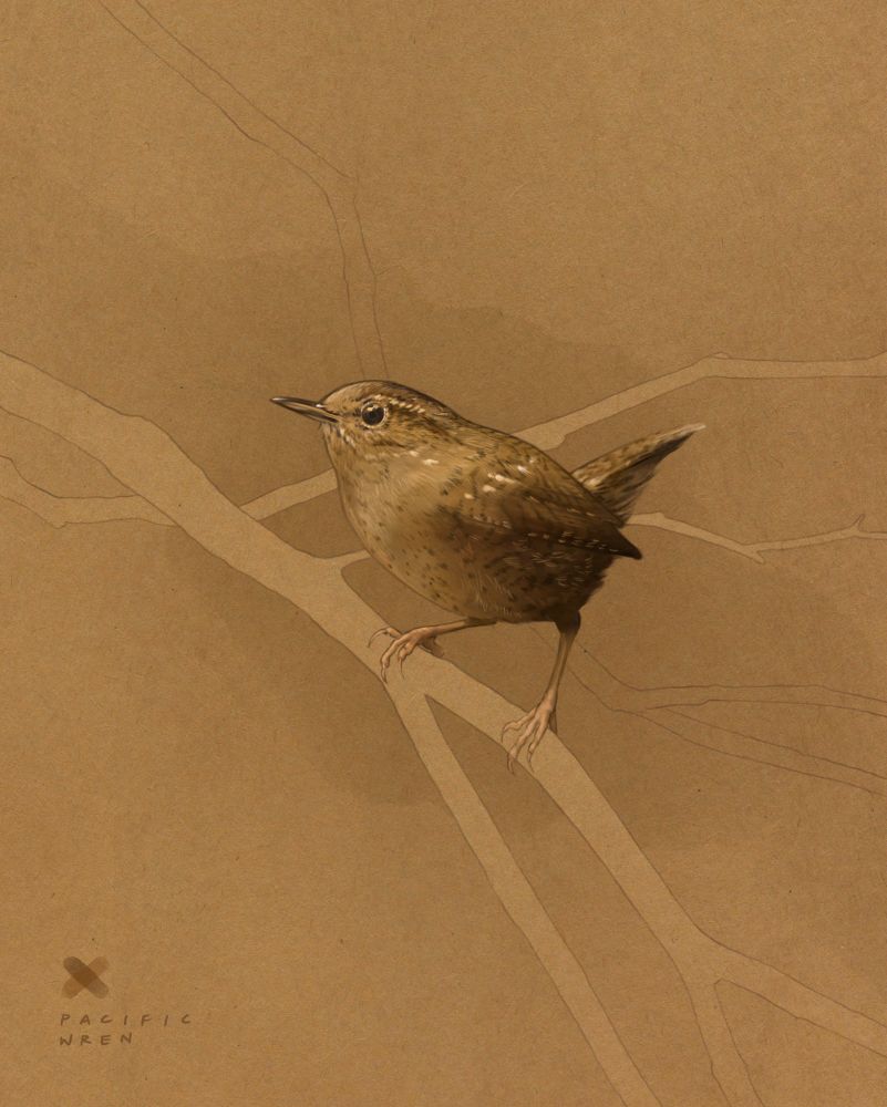 Illustration of a pacific wren perched on a branch, its body facing to the left, head pointed slightly upward, and tail pointing up. The background is a warm brown paper, and outlines of various branches are drawn. The bottom left reads “PACIFIC WREN.”