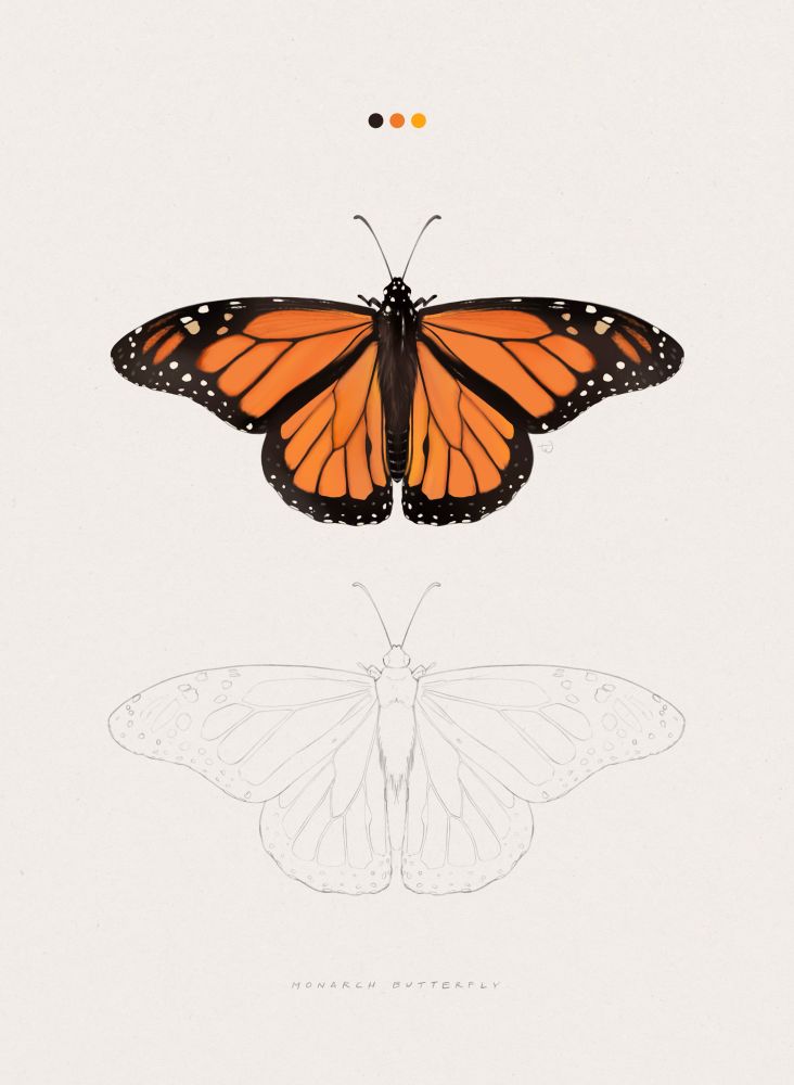 A specimen illustration of a monarch butterfly, shown both in pencil (below) and fully rendered (above). Three circular color swatches appear the top of the piece, a dark brown, medium and light orange. The bottom of the piece reads “monarch butterfly.” 