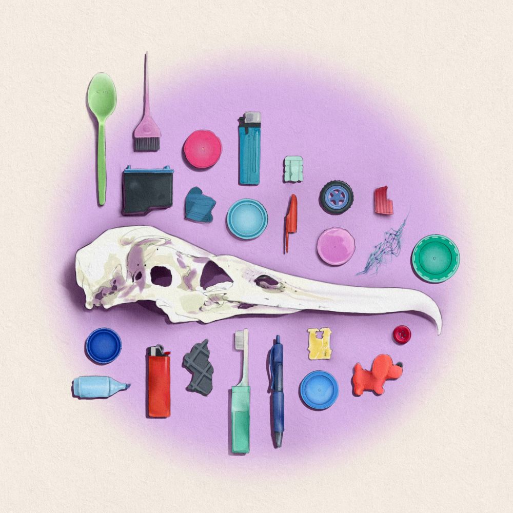 An illustration of a Laysan Albatross skull surrounded by small pieces of ocean plastic, including bottle caps, lighters, pens, a printer cartridge, toys, and a toothbrush. The skull is in the center, and the plastics are arranged neatly above and below, appearing in bright colors - pinks, blues, greens. The background is off-white, with a light lilac circle behind and framing the skull and objects.