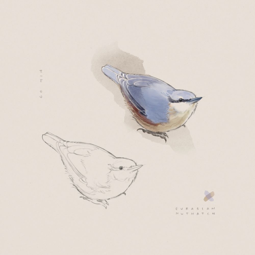 A study of an Eurasian nuthatch; the same pose is shown twice, once as a basic graphite drawing, and another rendered in color in a watercolor style. The pose is a 3/4 view with the body angled down and the head angled up. The rendered version shows the blue wing feathers and crown, dark stripe across the eye, and cream-colored feathers underneath. In the bottom right corner, the piece reads “Eurasian nuthatch;” in the top left corner, “60 min.”