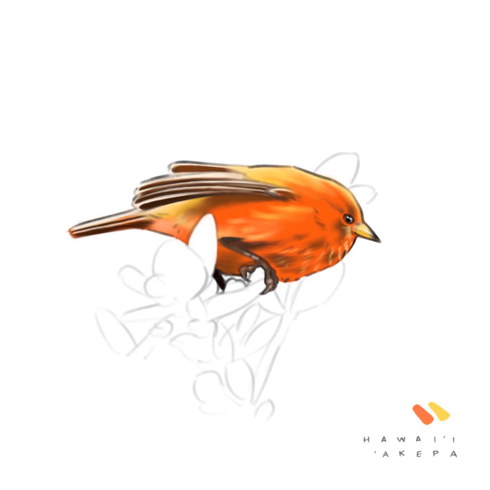 An illustration of a Hawaiʻi ʻakepa perched on the end of a branch surrounded by leaves. The bird is rendered in bright oranges and yellows, with brown wings and feet, and a light yellow beak. The bird is shown in profile, fluffed up and pointing out. The foliage is shown in light pencil lines and is not rendered. In the bottom right corner, "Hawai'i akepa" is written, and a small yellow and orange paint stroke are shown as a graphic.