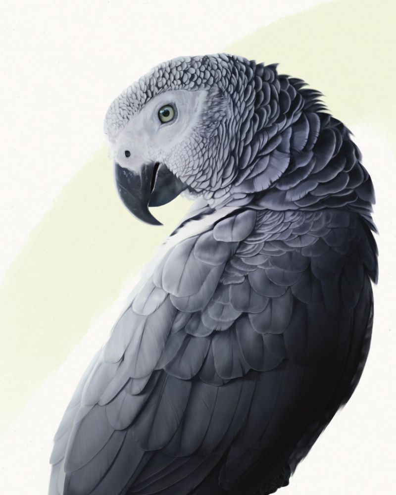 Ab illustration of a Congo grey parrot. The bird is shown in a three-quarter profile, its head facing left. Its feathers are intricately rendered in shades of grey. The parrot has a prominent curved dark beak and a light green eye. The background is white with a single light green stroke sweeping across the page, grounding the piece. 