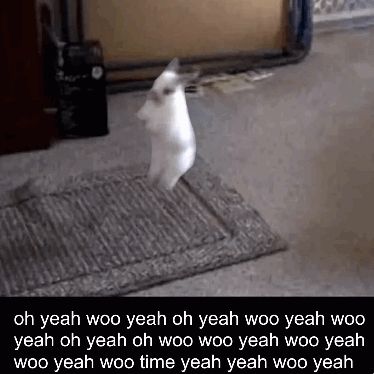 a white cat is jumping in the air on a rug while saying oh yeah woo