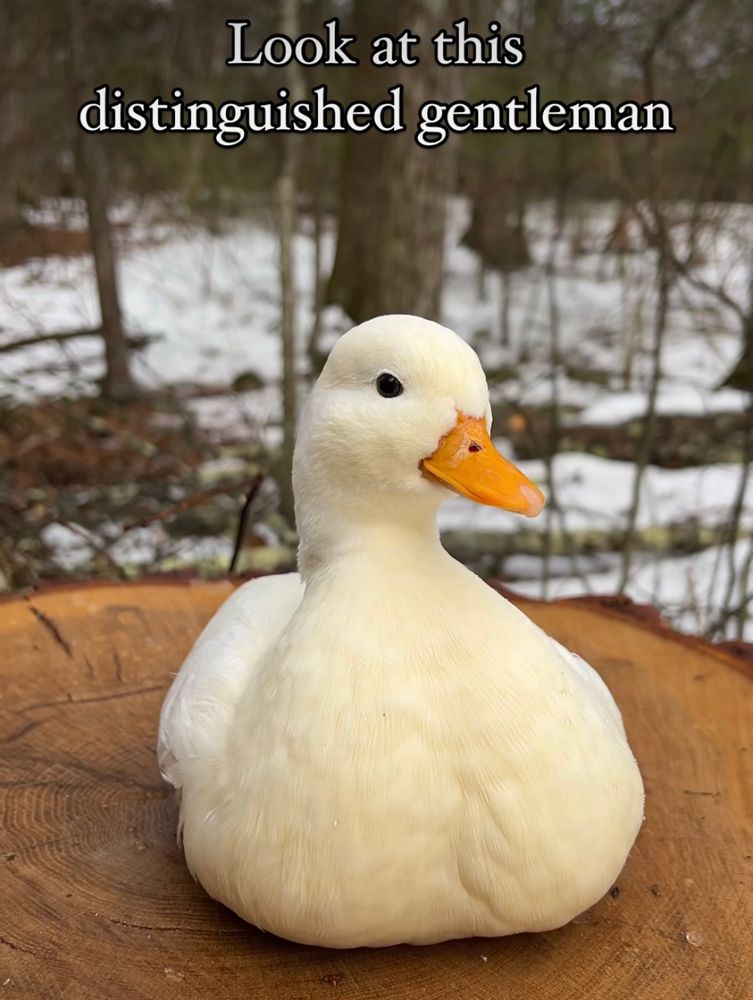 Look at this
distinguished gentleman