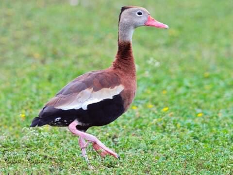 Black-bellied Whistling Duck