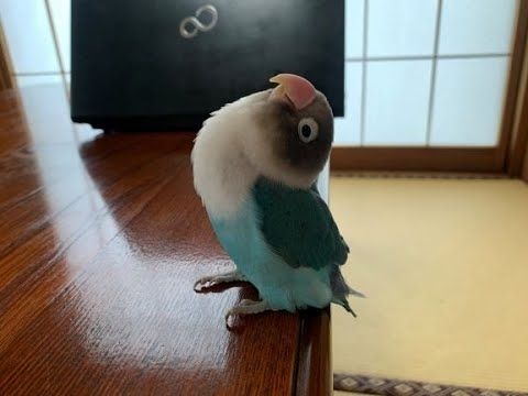 鳴き声が超元気なボタンインコです😋「ただ鳴くだけ」なんだけど､一生懸命さが伝わる鳴き方だよね？
