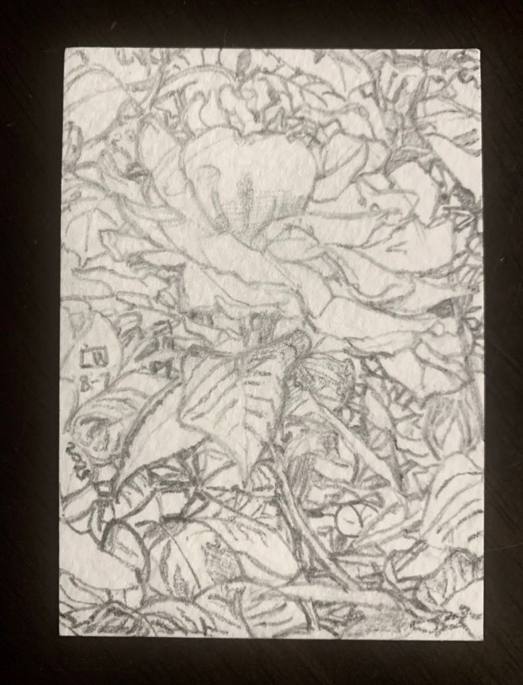 A detailed pencil drawing of a rose surrounded by leafy foliage and the petals of other roses that are cropped just out of frame and are only partially visible on a small 2.5x3.5 sketch card.