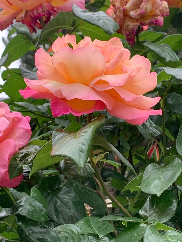 a photograph of an orangey pink rose surrounded by verdant leafy green foliage with other roses cropped just out of frame and only partially visible.