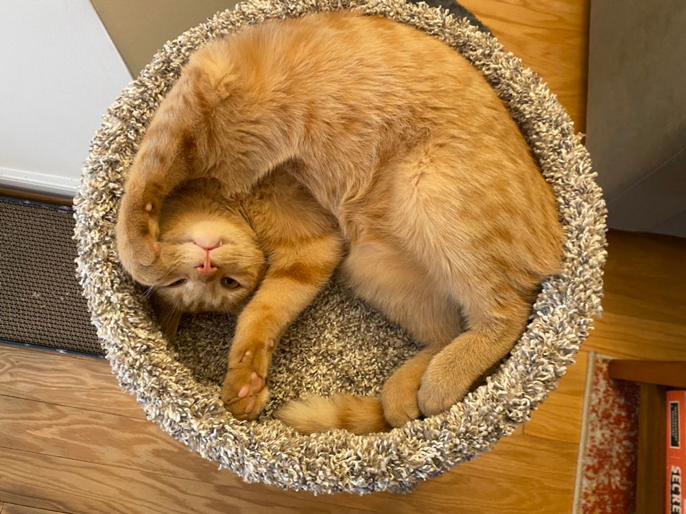 Kronk, an orange, is form-fitting to his round cat bed