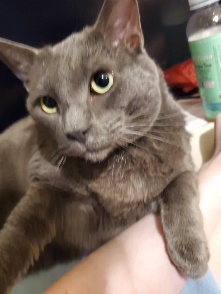 me and my partner's cat swart, he is a slightly chubby russian blue and usually looks very unassuming