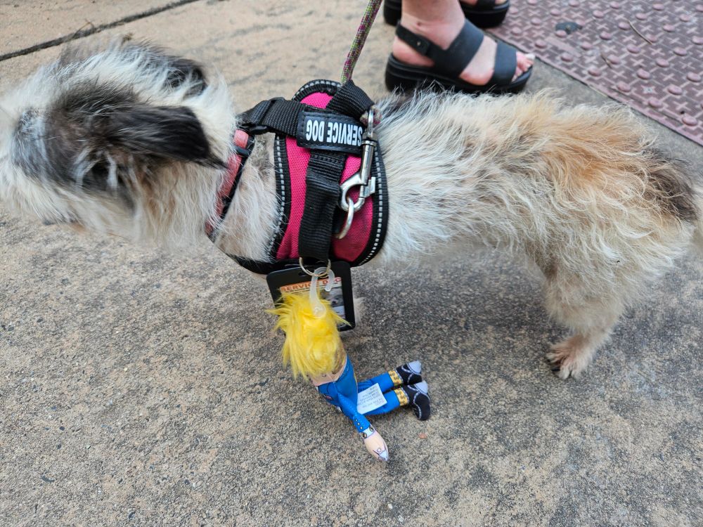 Small dog wearing service dog harness. Little stuffed Trump is attached to the harness and being dragged on the ground