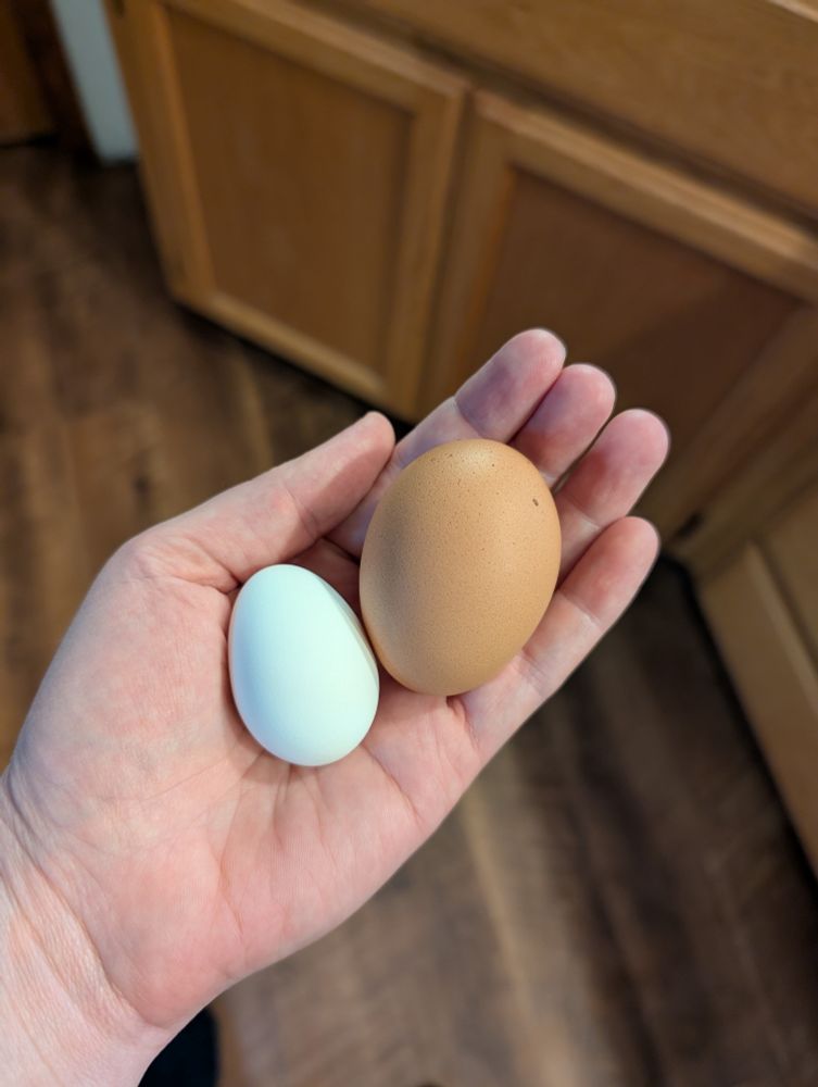 A hand holding a regular sized brown egg and a white edge that is about 1/3 it's size