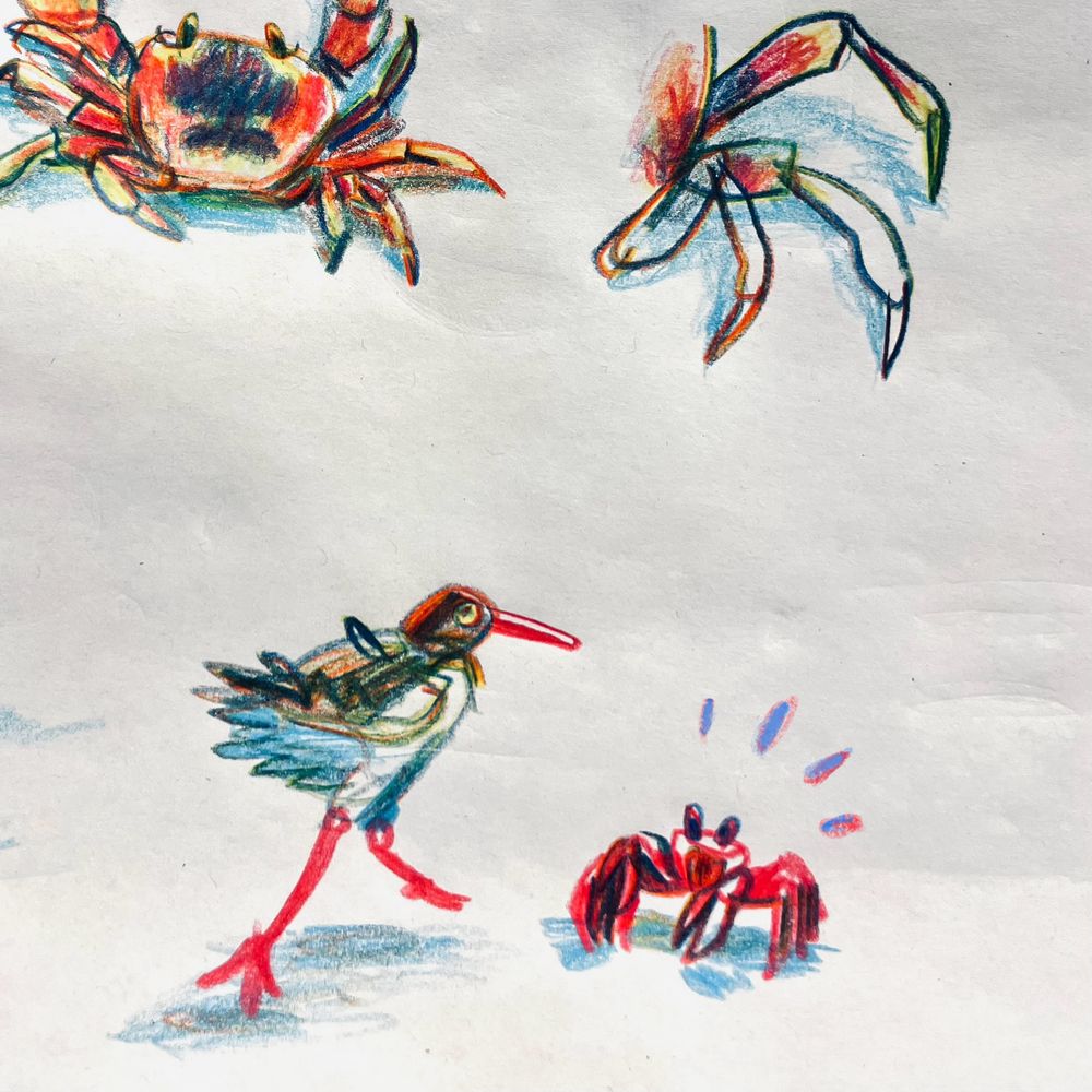 Colored pencil drawings of crabs.