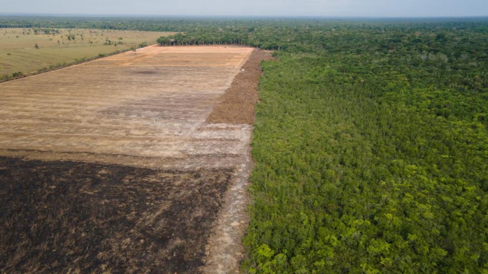 Bericht für 2023: Waldfläche fast so groß wie Lettland zerstört