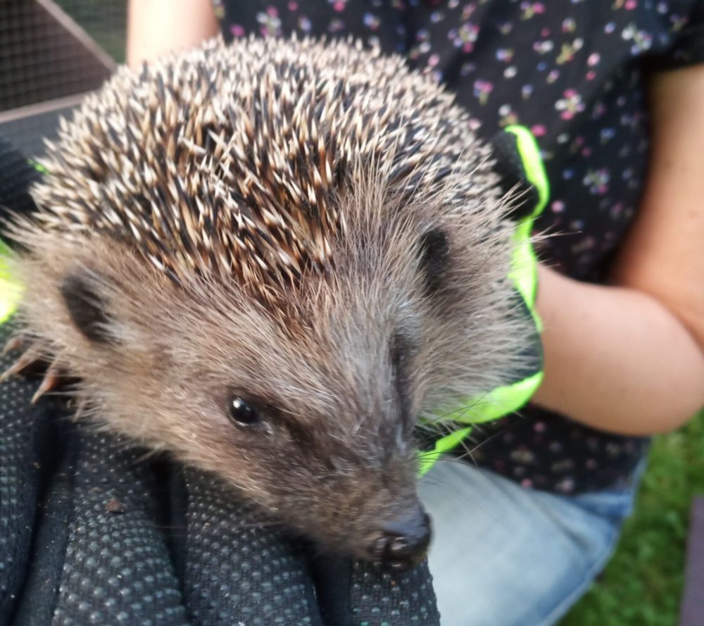 Igel brauchen unsere Hilfe