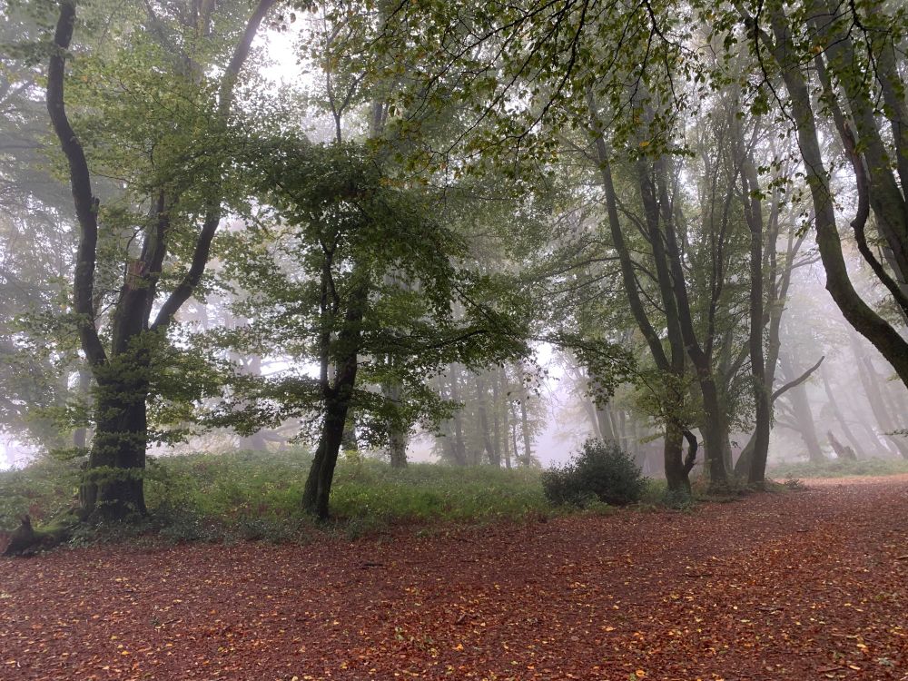A photo of a misty and dark forest. The ground is covered in orange leaves. The trees loom ominously out from the fog. The leaves and branches all seem unusually dark.