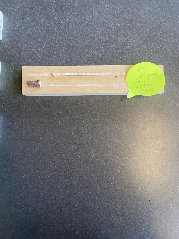 a mounted tree core with a post it note. the tree core is blonde with distinct tan lines from the tree rings; the core is mounted on a piece of blonde wood that also cradles a cross-section of a bittersweet vine. the post-it note says “I’m 40 years old and I have vines!!!”