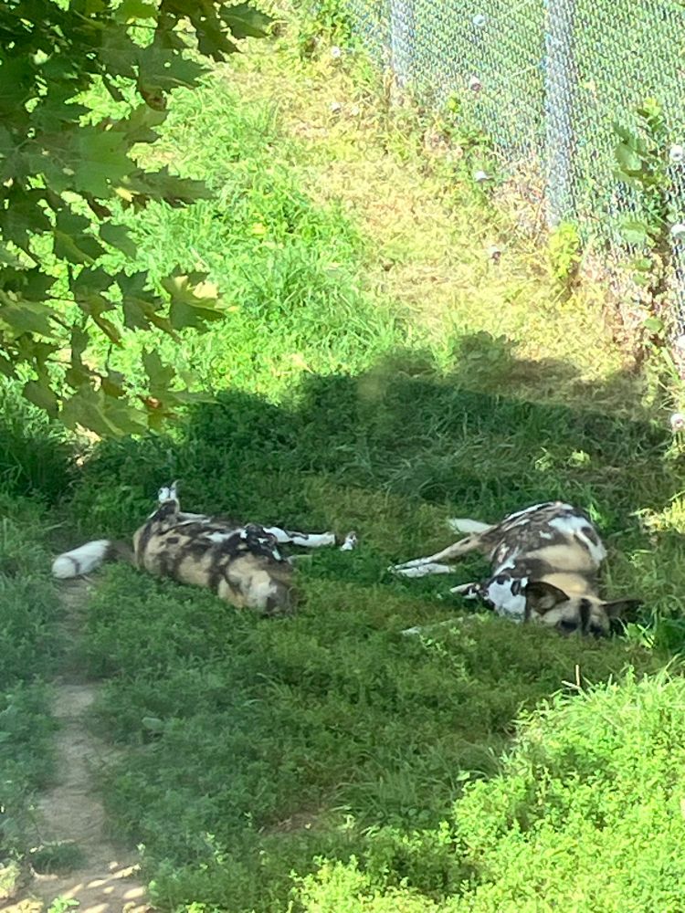 African wild painted dogs laying down resting in the shade 