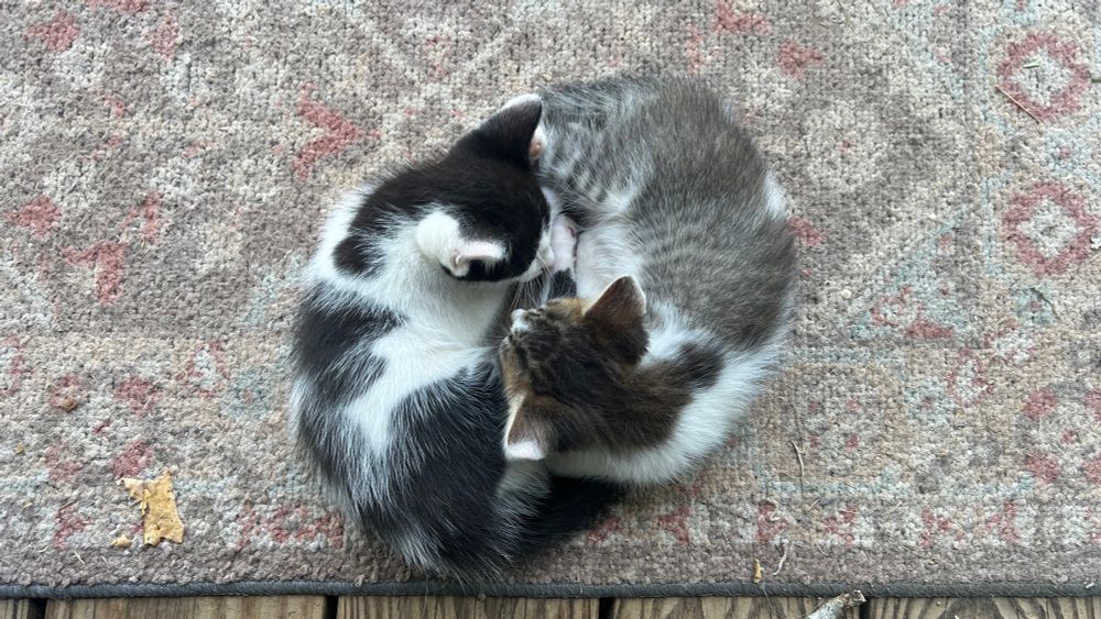 Two kittens curled up together looking like a yin yang symbol 