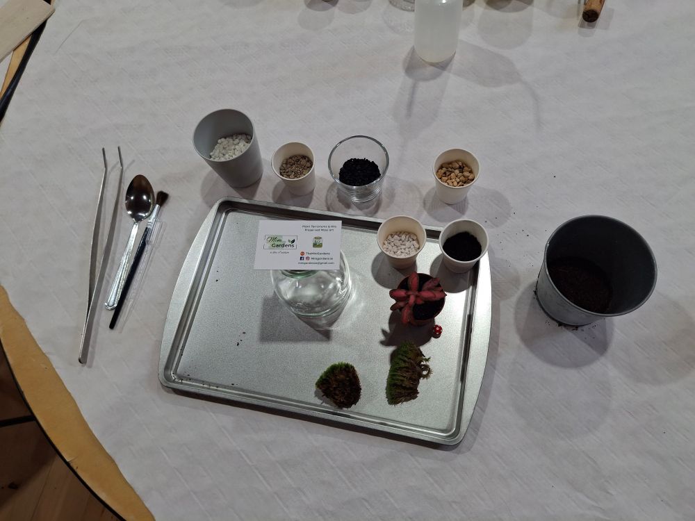 Tray of things to (hopefully) make a terrarium 