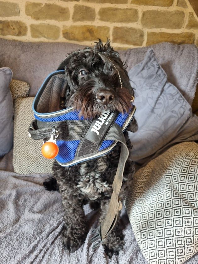 Scrumpy the dog holding his harness in his mouth.